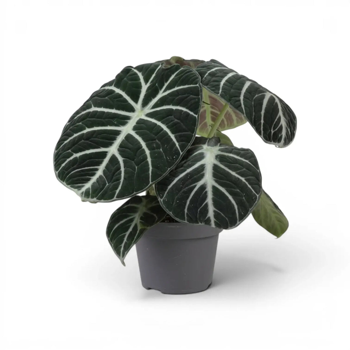 Alocasia ninja medium-sized plant with textured, dark green leaves in a nursery pot on a white background