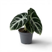 Alocasia ninja medium-sized plant with textured, dark green leaves in a nursery pot on a white background