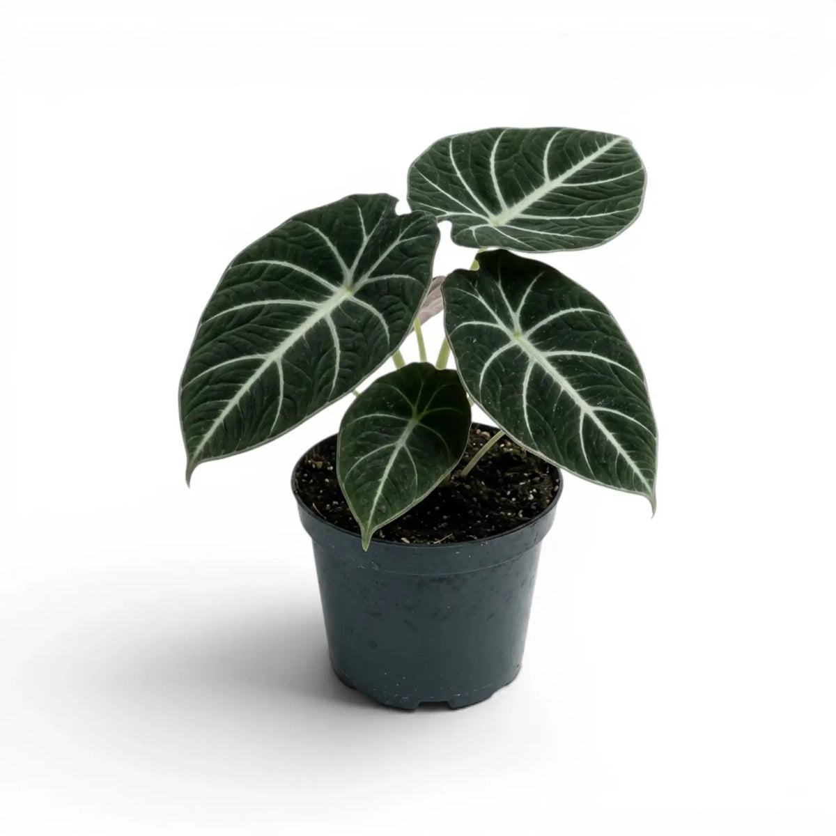 Alocasia ninja medium-sized plant with textured, dark green leaves in a nursery pot on a white background