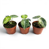 Three Alocasia reginula ‘Ninja Tricolor’ baby plants showing dark, lime and cream variegation in terracotta pots.