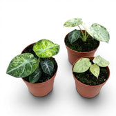Three Alocasia reginula ‘Ninja Tricolor’ baby plants viewed from above with dark and pale variegation.