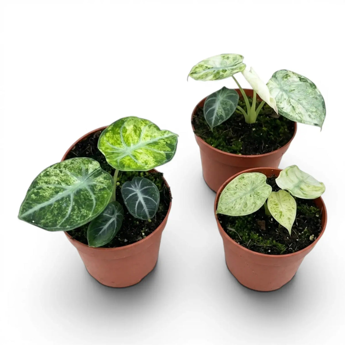 Three Alocasia reginula ‘Ninja Tricolor’ baby plants viewed from above with dark and pale variegation.