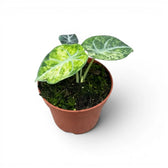 Alocasia reginula ‘Ninja Tricolor’ baby plant with a bright lime-mottled front leaf and two darker leaves.