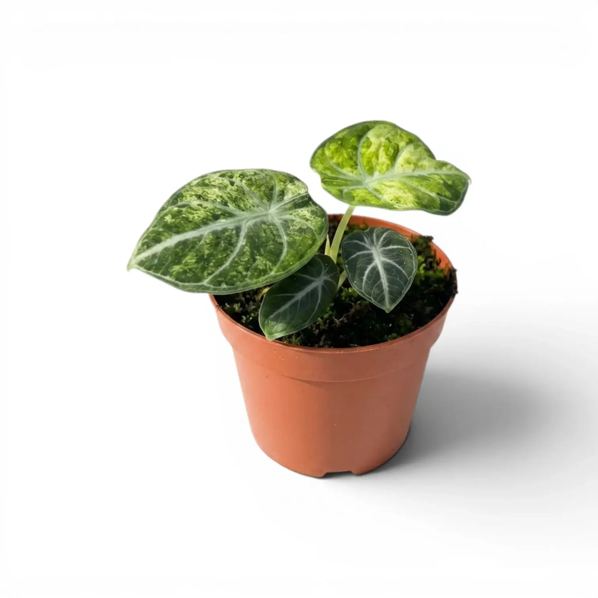 Alocasia reginula ‘Ninja Tricolor’ baby plant with lime, silver-green and dark leaves in a terracotta pot.