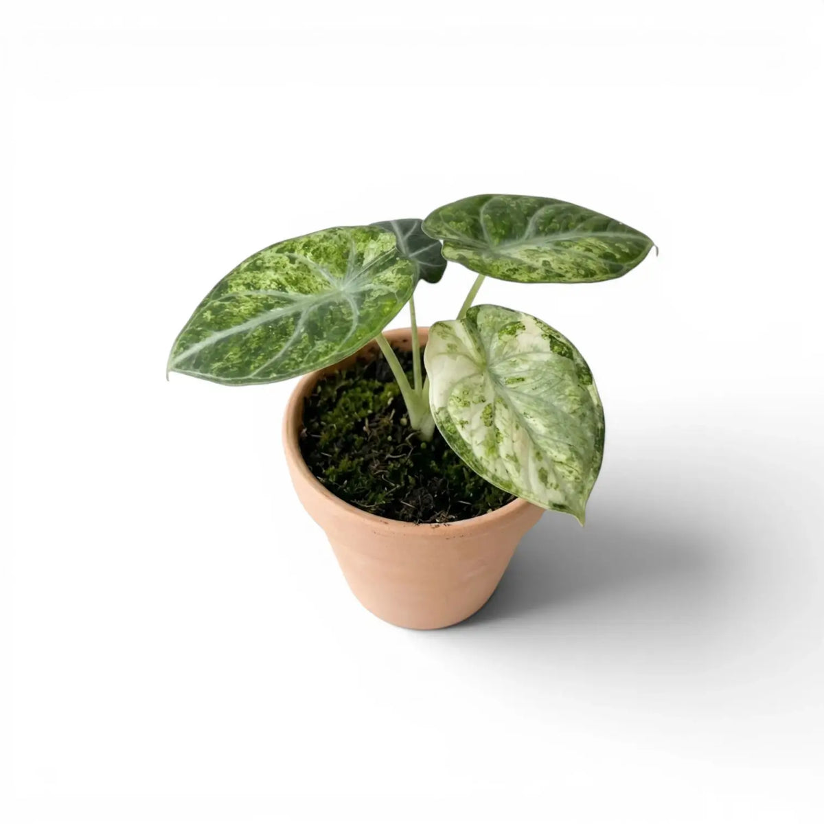 Alocasia reginula ‘Ninja Tricolor’ baby plant with a cream-marbled front leaf beside two darker green leaves.