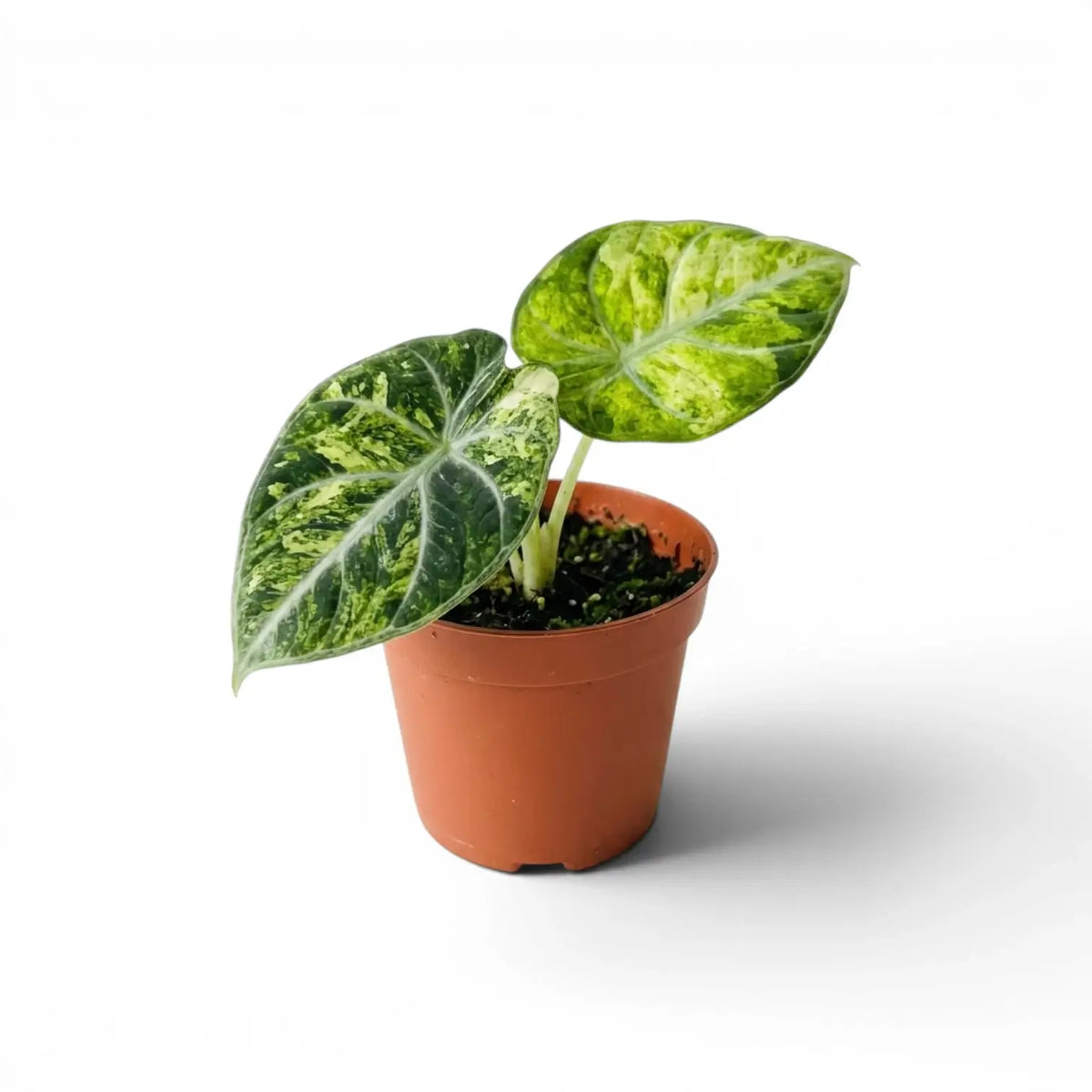Alocasia reginula ‘Ninja Tricolor’ baby plant with one dark marbled leaf and one lime-mottled leaf in a terracotta nursery pot.