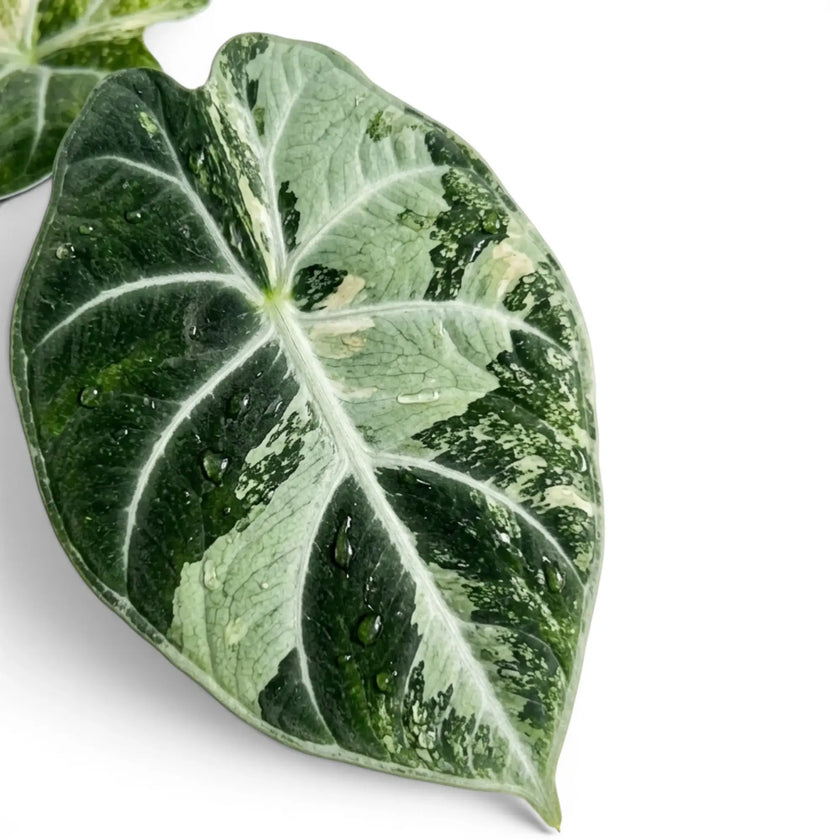 Close view of an Alocasia reginula ‘Ninja Tricolor’ leaf with dark green, cream and mint marbling.