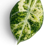 Close view of a cream-centred Alocasia reginula ‘Ninja Tricolor’ leaf with green marbling and a dark border.