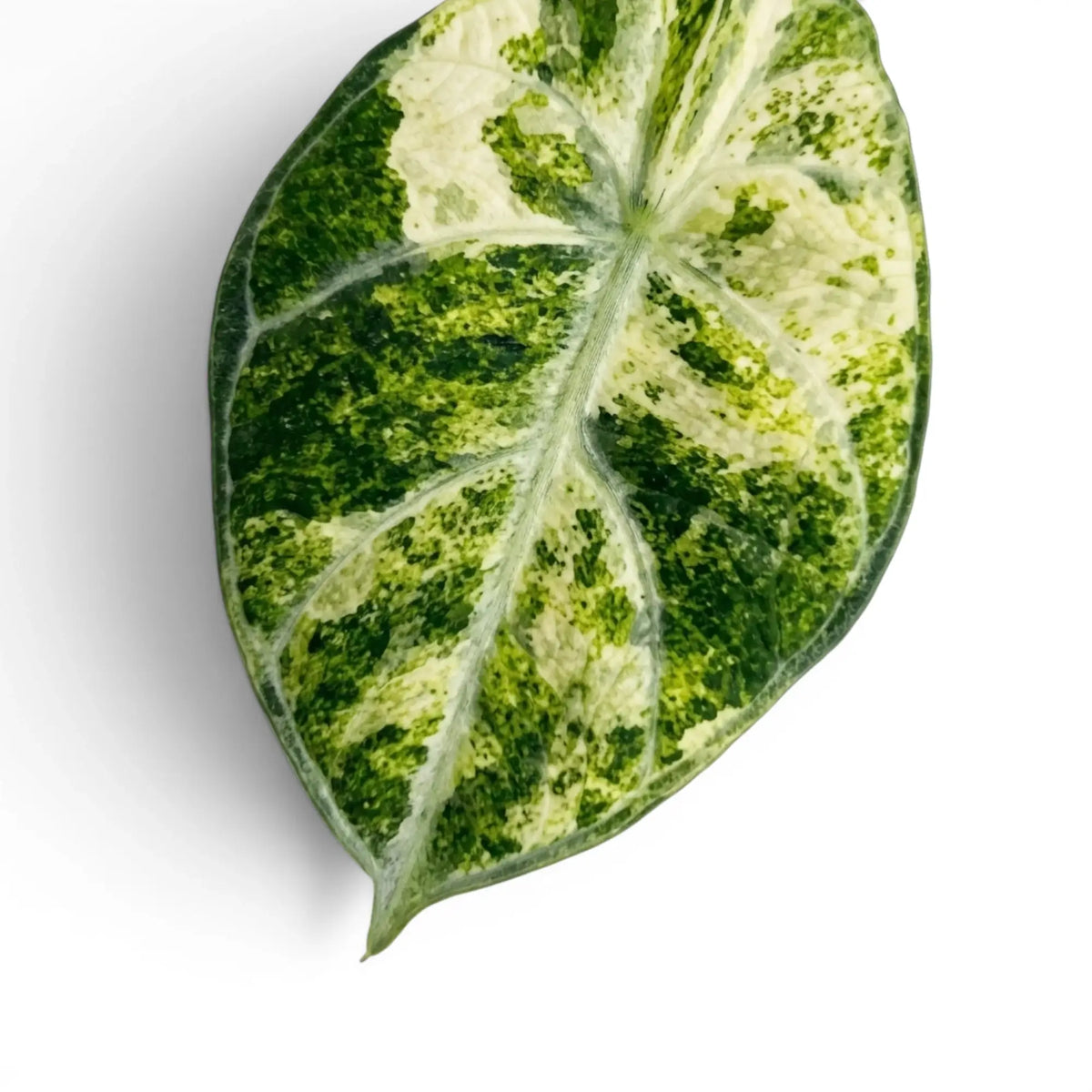 Close view of a cream-centred Alocasia reginula ‘Ninja Tricolor’ leaf with green marbling and a dark border.