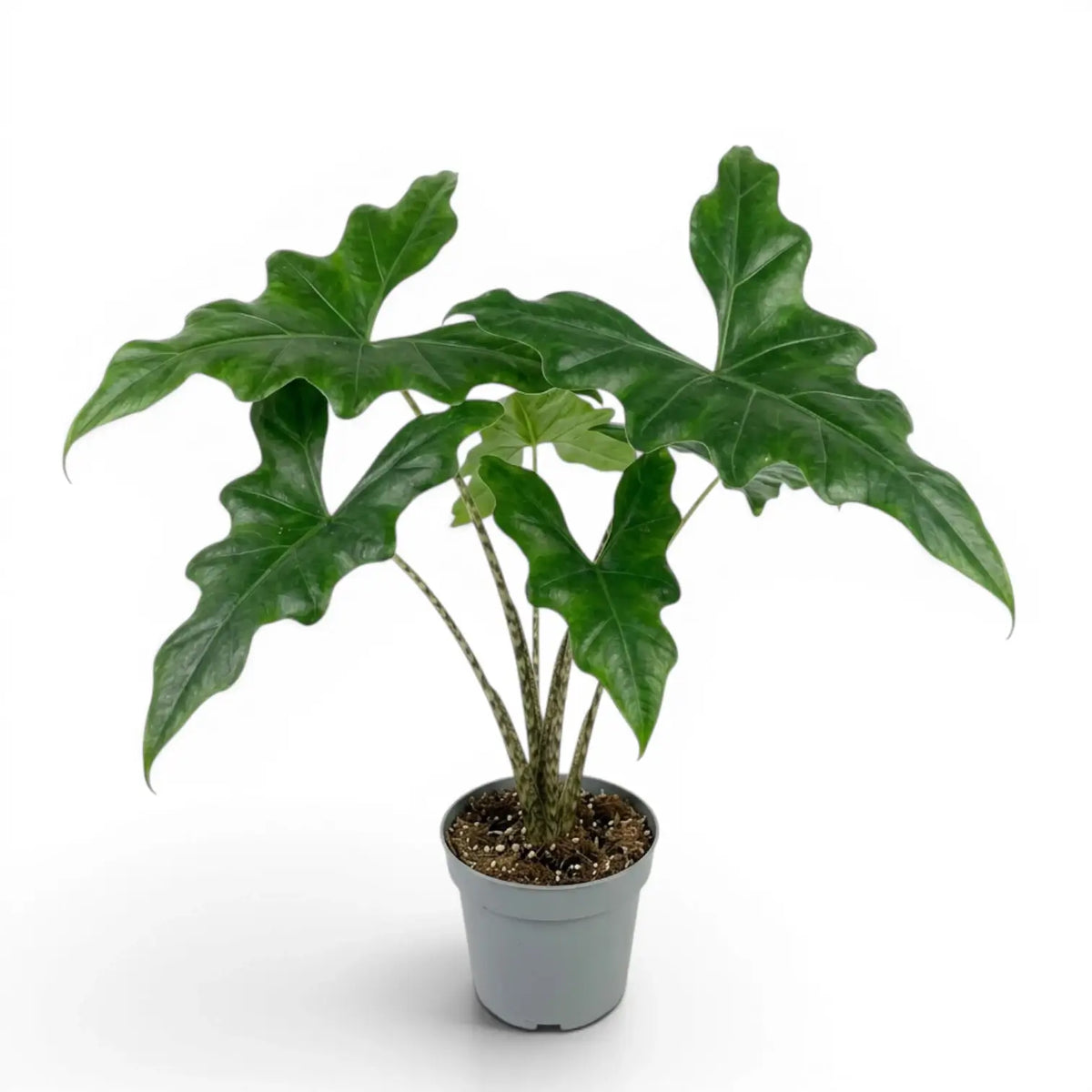 Mittelgroße Alocasia nycteris Batwing mit tief gelappten Blättern im Anzuchttopf vor weißem Hintergrund