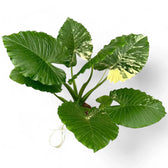 Alocasia odora 'California Variegata Aurea' potted plant in nursery pot on white background.