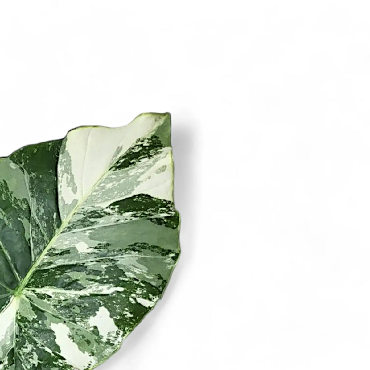Alocasia odora ‘California Variegata’ variegata – Blattdetail vor weißem Hintergrund..
