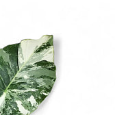 Alocasia odora ‘California Variegata’ variegata – Blattdetail vor weißem Hintergrund..