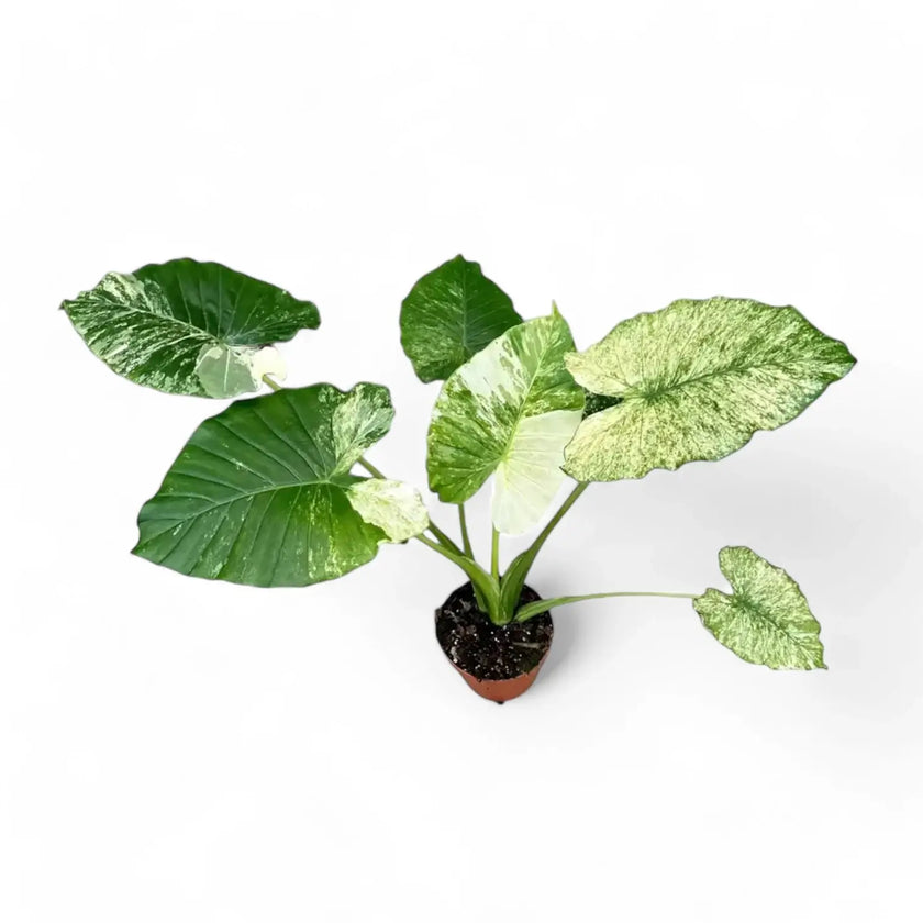 Alocasia odora ‘California Variegata’ variegata Zimmerpflanze im Anzuchttopf vor weißem Hintergrund, Produktfoto 2.