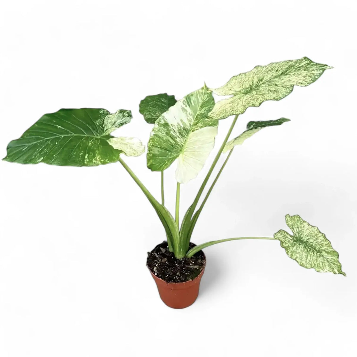 Alocasia odora ‘California Variegata’ variegata Zimmerpflanze im Anzuchttopf vor weißem Hintergrund, Produktfoto 3.