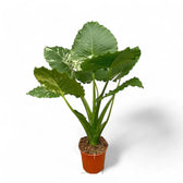 Alocasia odora ‘California Variegata’ variegata Zimmerpflanze im Anzuchttopf vor weißem Hintergrund, Produktfoto 4.