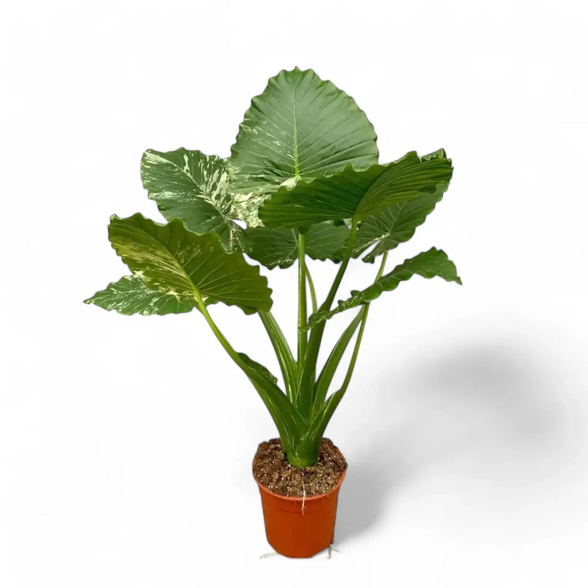 Alocasia odora ‘California Variegata’ variegata Zimmerpflanze im Anzuchttopf vor weißem Hintergrund, Produktfoto 4.