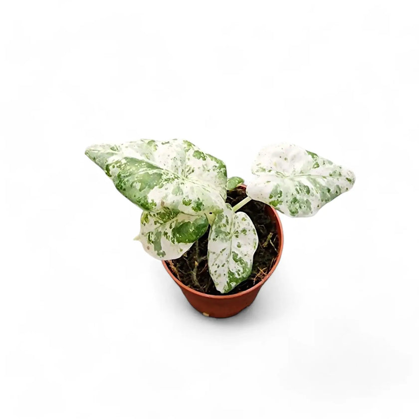 Alocasia odora variegata 'Batik' Zimmerpflanze im Anzuchttopf vor weißem Hintergrund, Produktfoto 2.