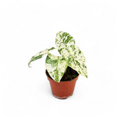 Alocasia odora variegata 'Batik' Zimmerpflanze im Anzuchttopf vor weißem Hintergrund, Produktfoto 6.