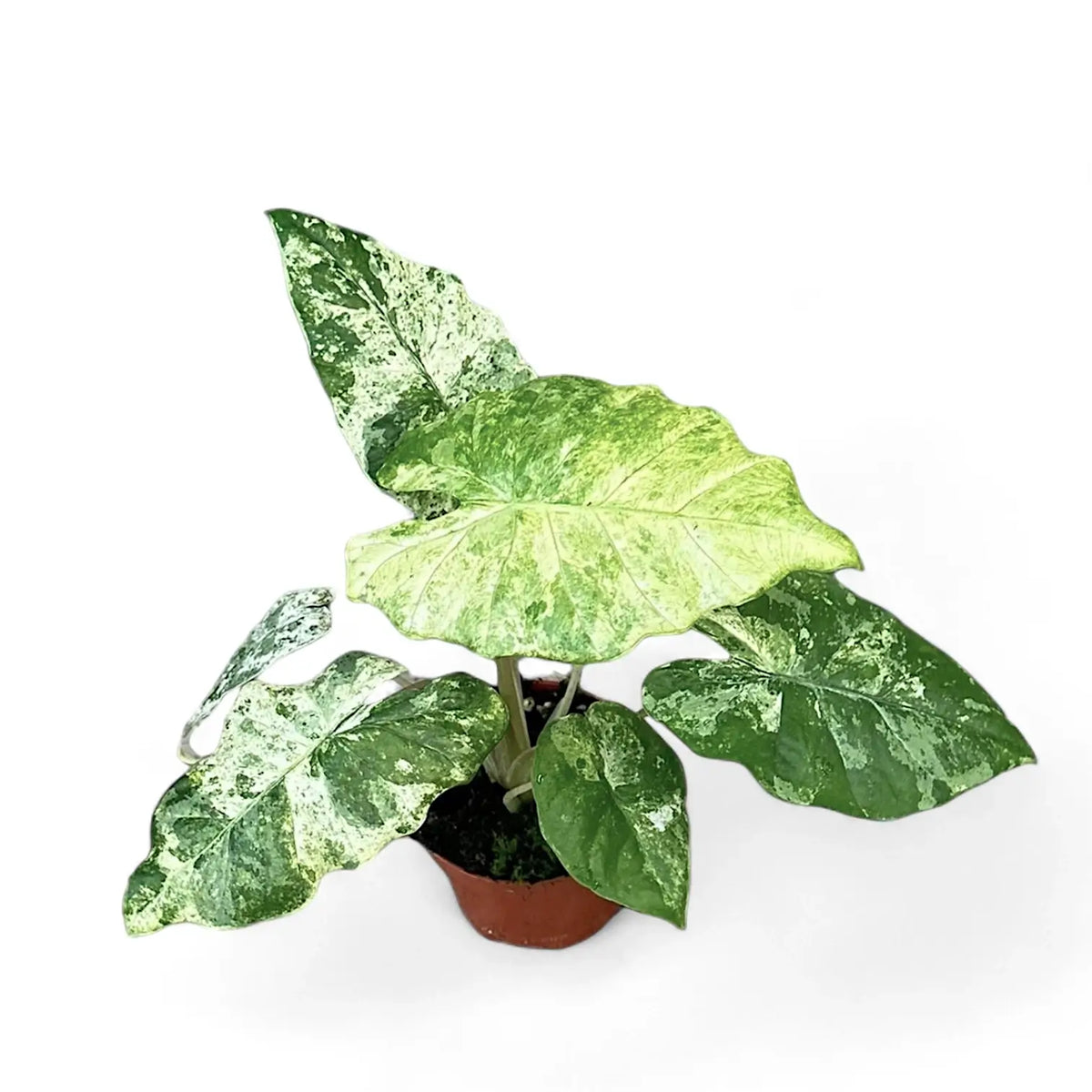 Alocasia odora variegata 'Batik' Zimmerpflanze im Anzuchttopf vor weißem Hintergrund, Produktfoto 7.