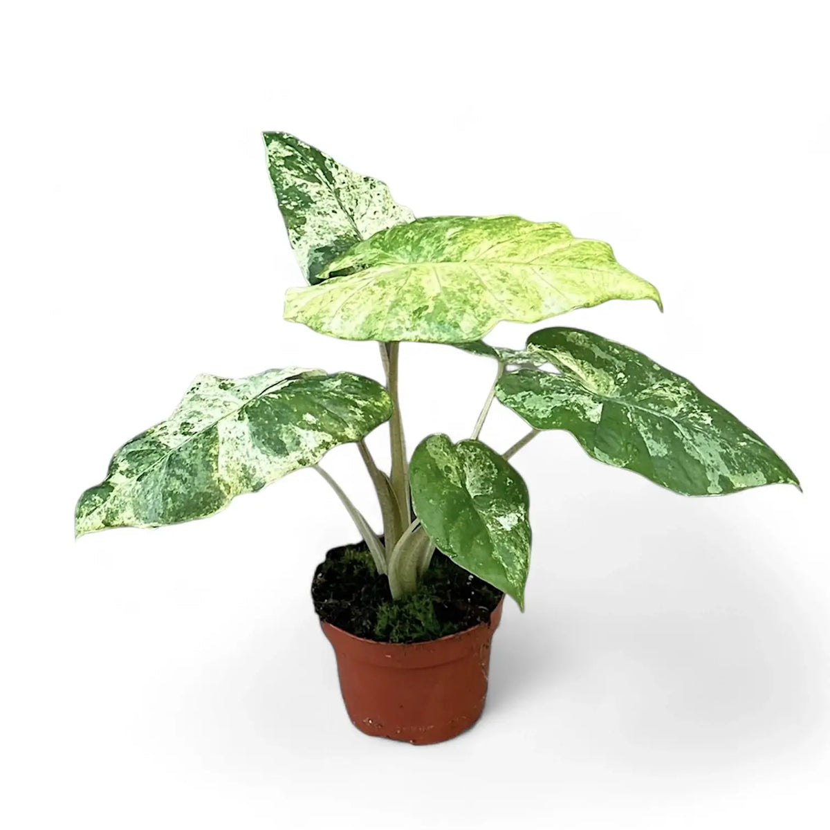 Alocasia odora variegata 'Batik' Zimmerpflanze im Anzuchttopf vor weißem Hintergrund, Produktfoto 8.