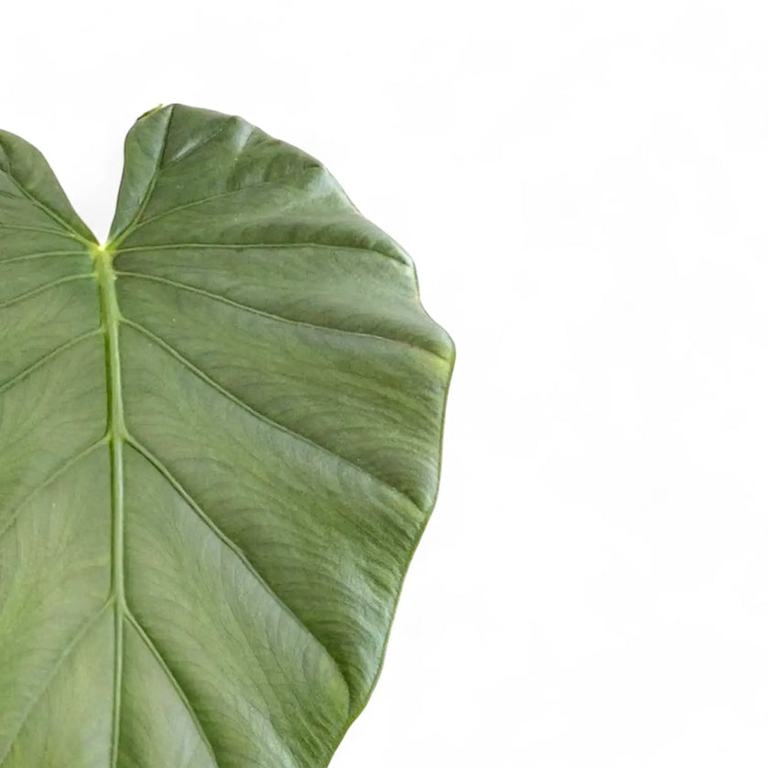 Alocasia 'Opal beauty' leaf detail on white background.