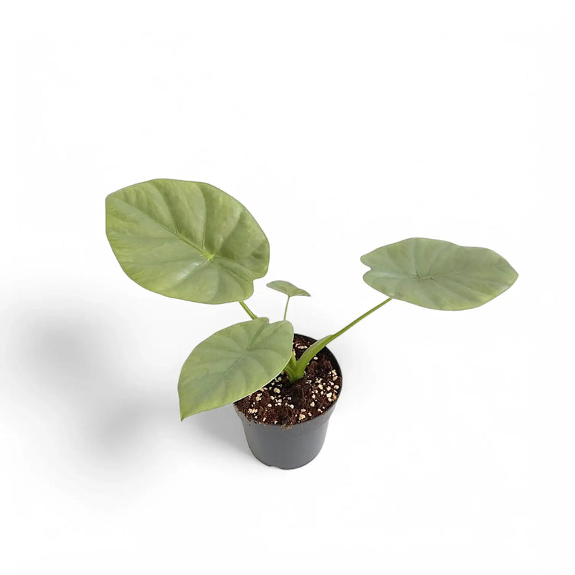 Alocasia 'Opal beauty' potted plant in nursery pot on white background.