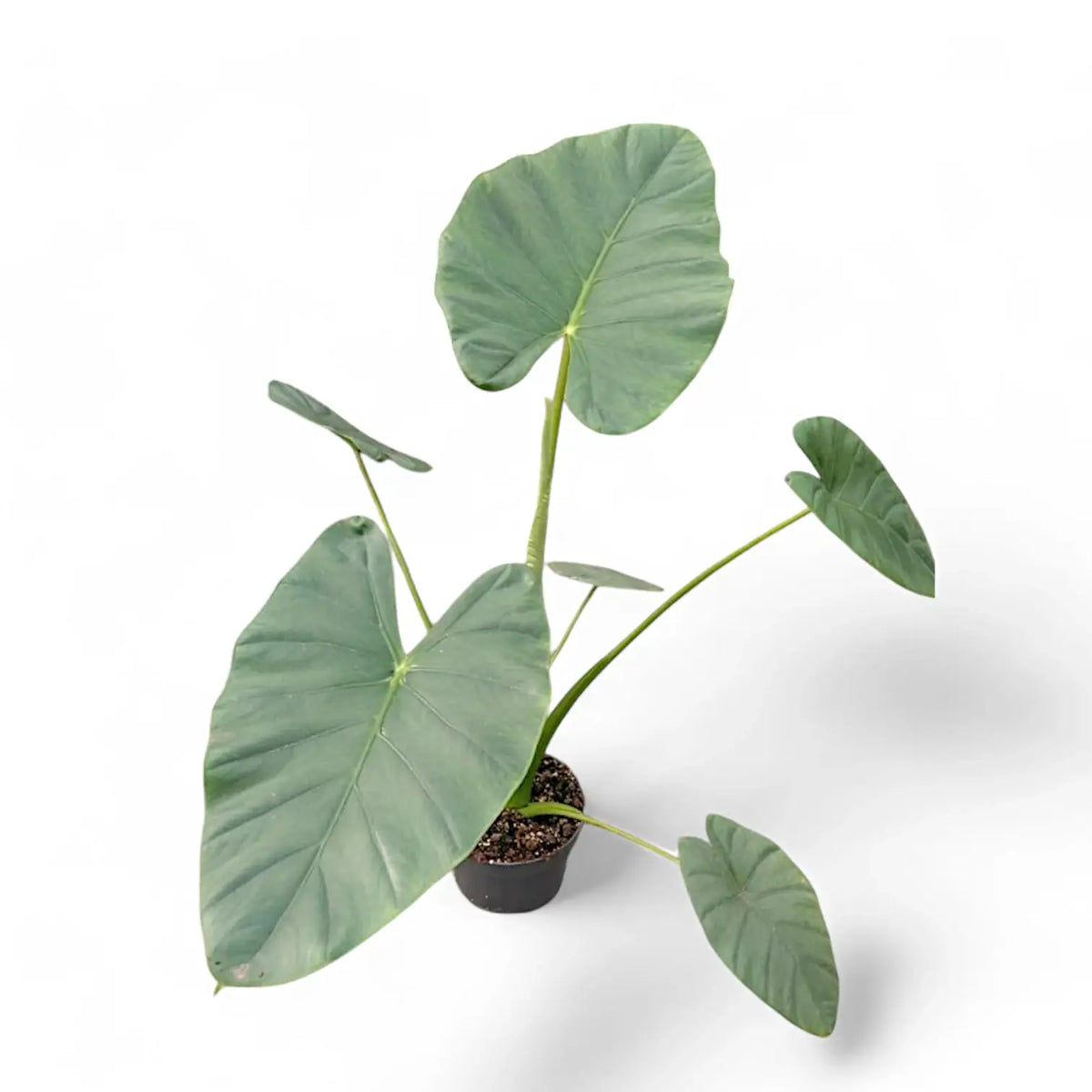 Alocasia 'Opal beauty' Zimmerpflanze im Anzuchttopf vor weißem Hintergrund, Produktfoto 4.