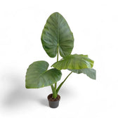 Alocasia 'Opal beauty' Zimmerpflanze im Anzuchttopf vor weißem Hintergrund, Produktfoto 5.