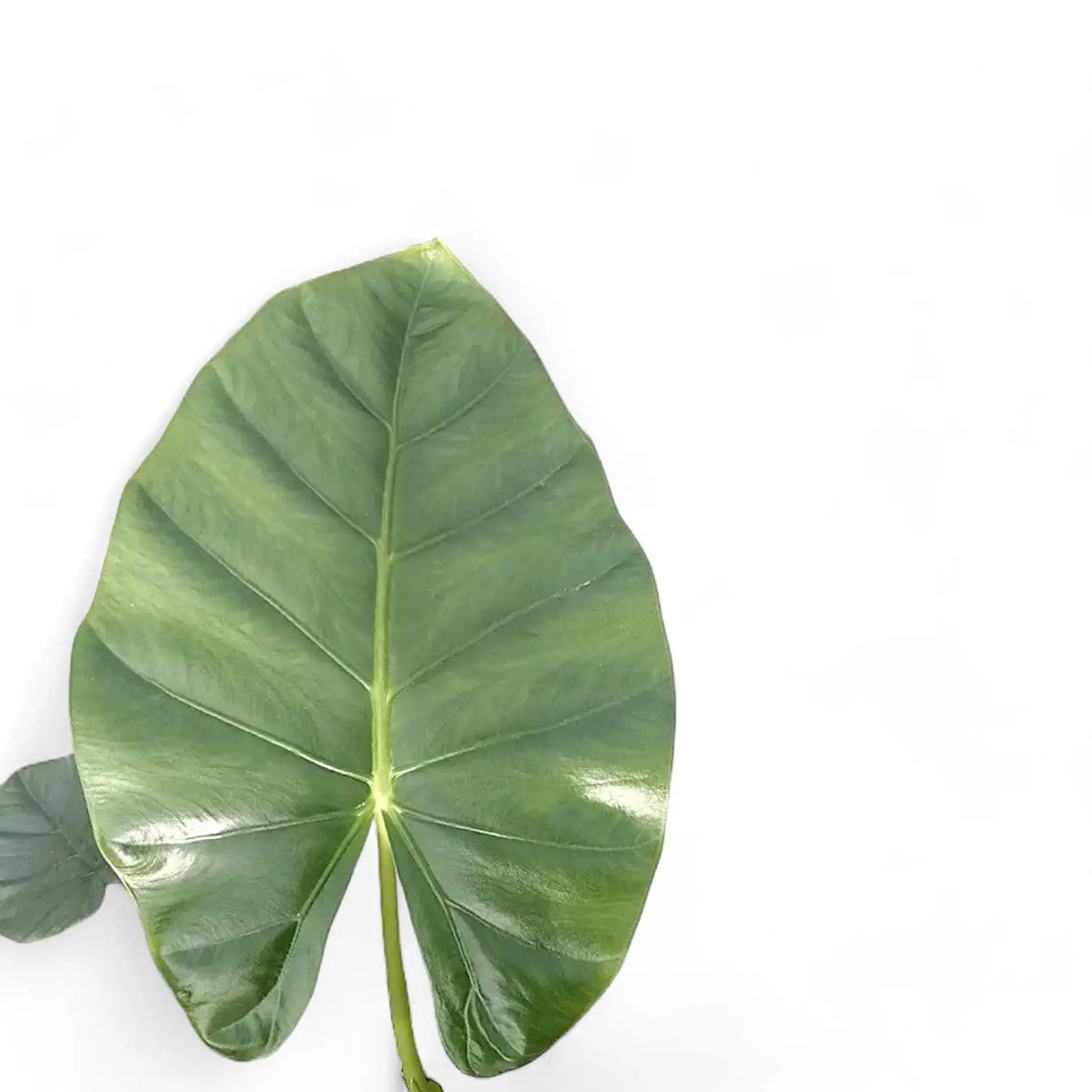 Alocasia 'Opal beauty' Zimmerpflanze im Anzuchttopf vor weißem Hintergrund, Produktfoto 6.