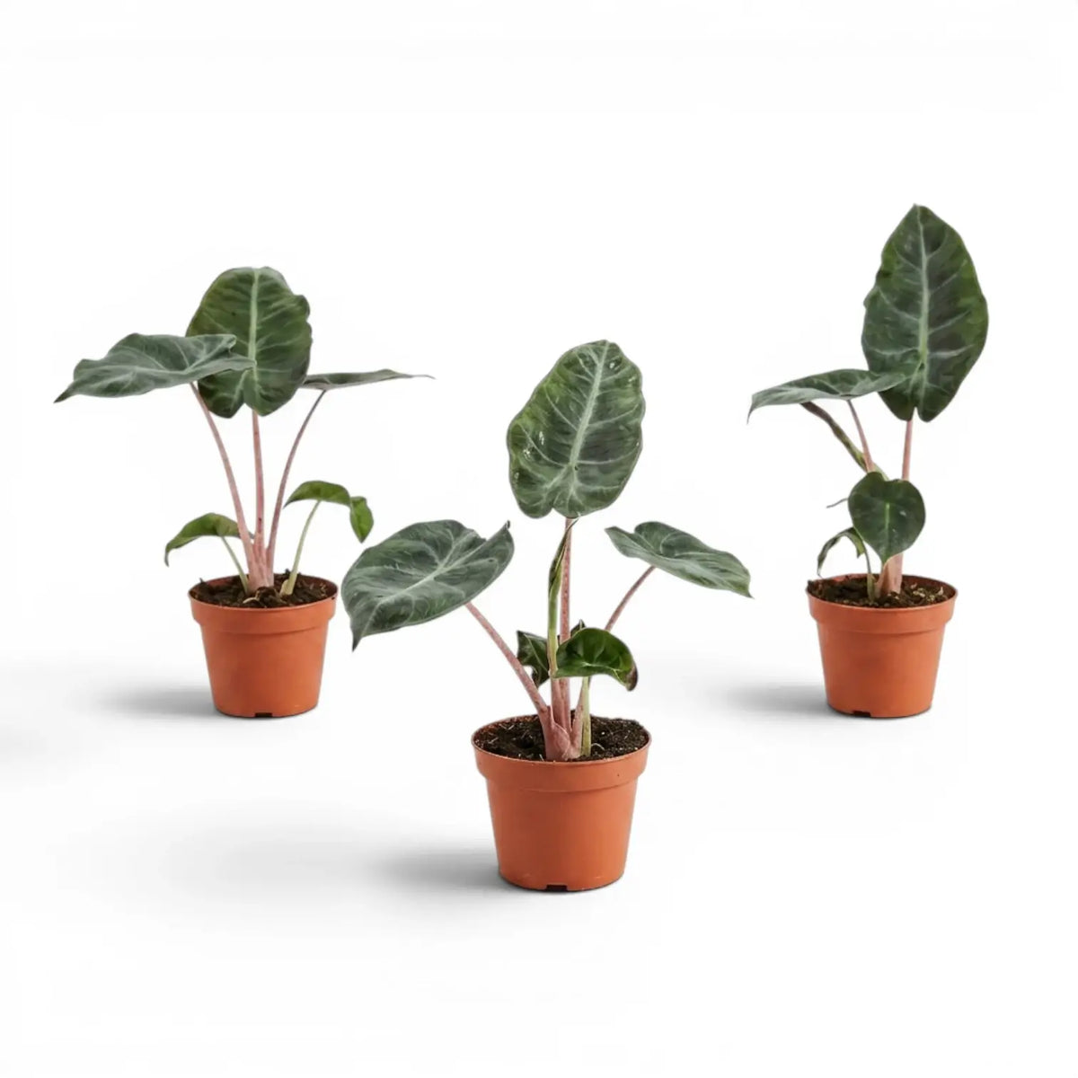 Three small potted Alocasia 'Pink Dragon' baby plants with green leaves and pink petioles on a white background