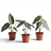 Three small potted Alocasia 'Pink Dragon' baby plants with green leaves and pink petioles on a white background