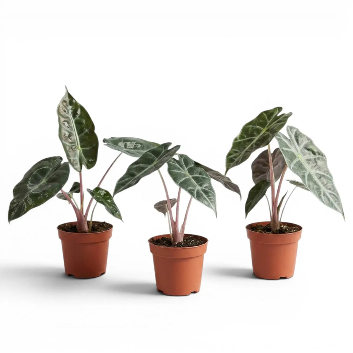 Three small potted Alocasia 'Pink Dragon' baby plants with green leaves and pink petioles on a white background