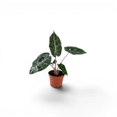 Small potted Alocasia 'Pink Dragon' baby plant with green leaves and pink petioles on a white background