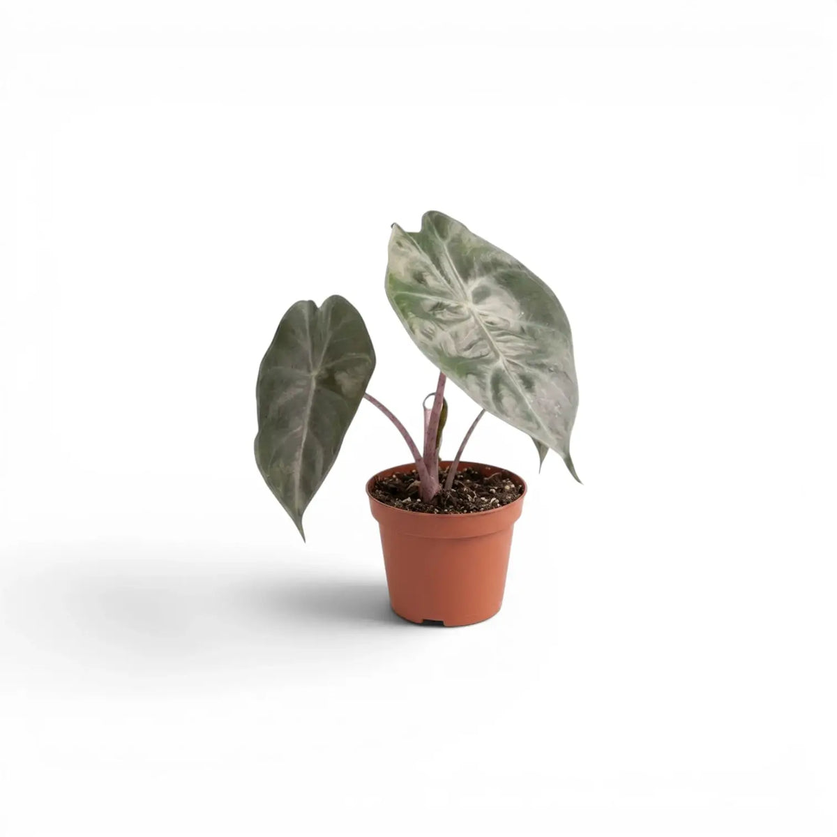Small potted Alocasia 'Pink Dragon' baby plant with green leaves and pink petioles on a white background