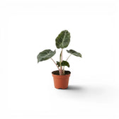 Small potted Alocasia 'Pink Dragon' baby plant with green leaves and pink petioles on a white background