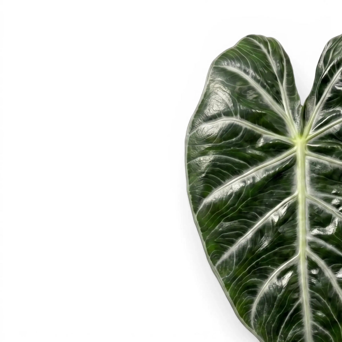 Close-up of a large green leaf of Alocasia 'Pink Dragon' on a white background