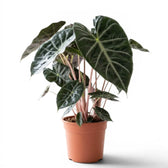 Large potted Alocasia 'Pink Dragon' plant with green leaves and pink petioles on a white background