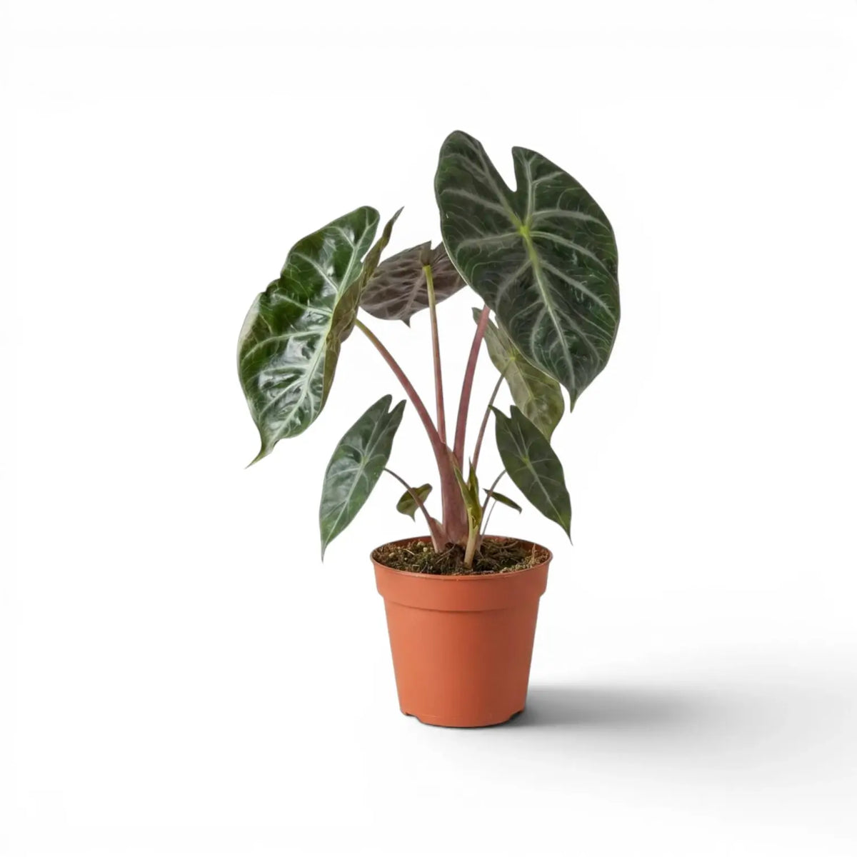 Potted Alocasia 'Pink Dragon' plant with green leaves and pink petioles on a white background