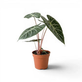 Potted Alocasia 'Pink Dragon' plant with green leaves and pink petioles on a white background