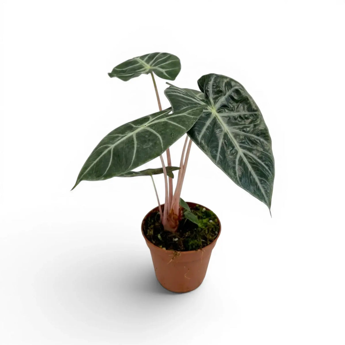 Potted Alocasia 'Pink Dragon' plant with green leaves and pink petioles on a white background