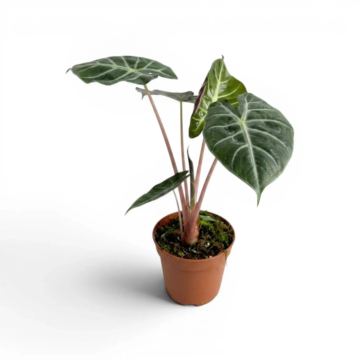 Potted Alocasia 'Pink Dragon' plant with green leaves and pink petioles on a white background