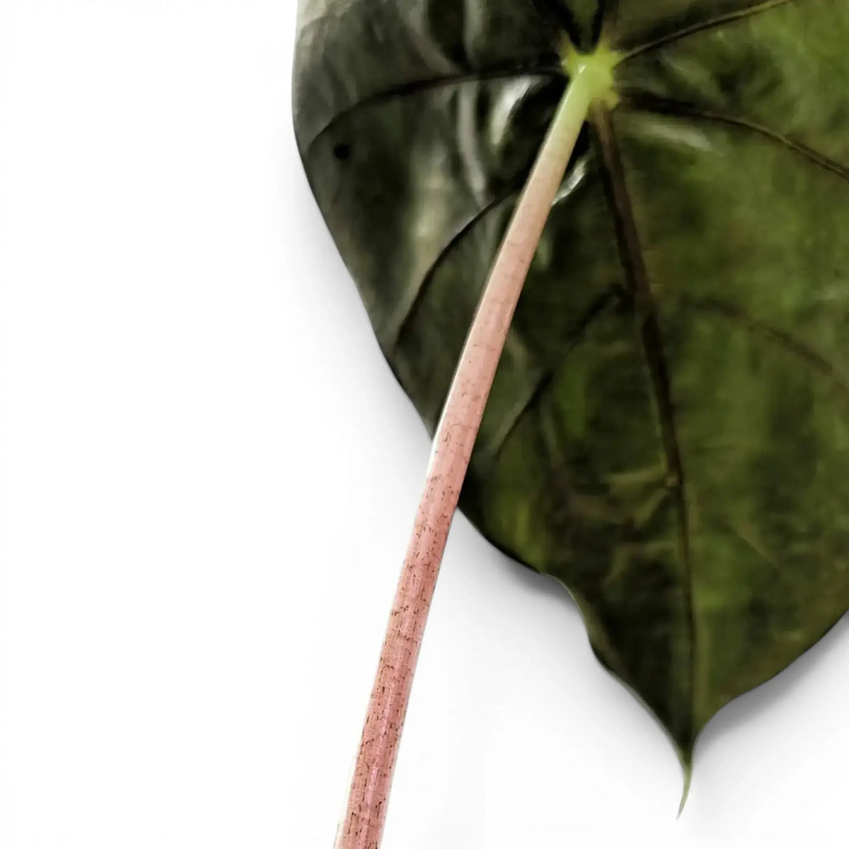 Close-up of a green leaf with a pink stem of Aloasia 'Pink Dragon' on a white background