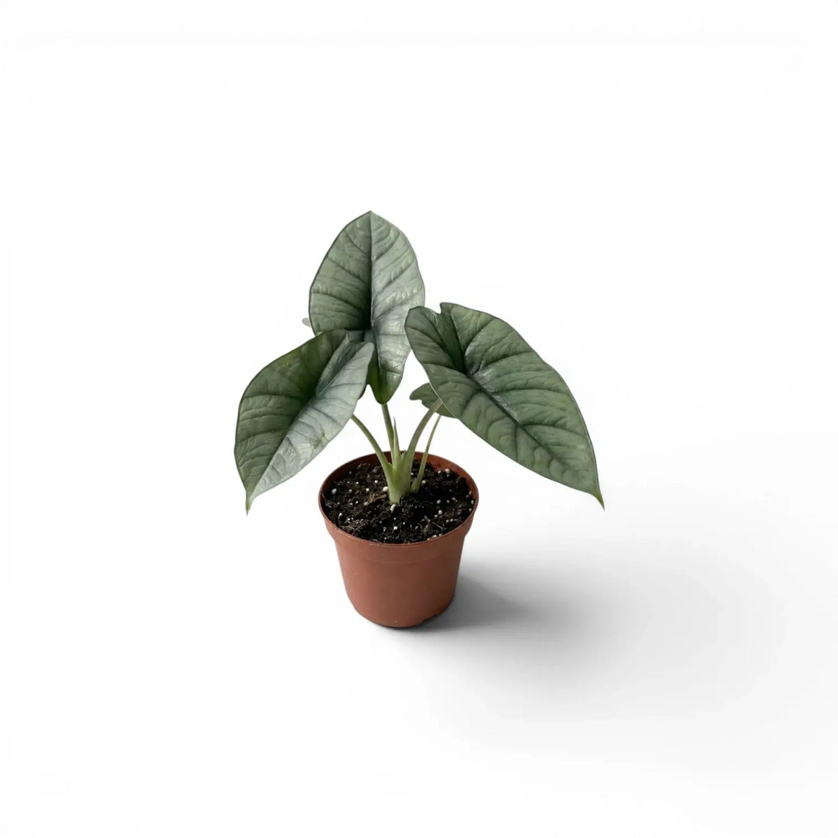 Alocasia Platinum baby plant in a nursery pot on a white background