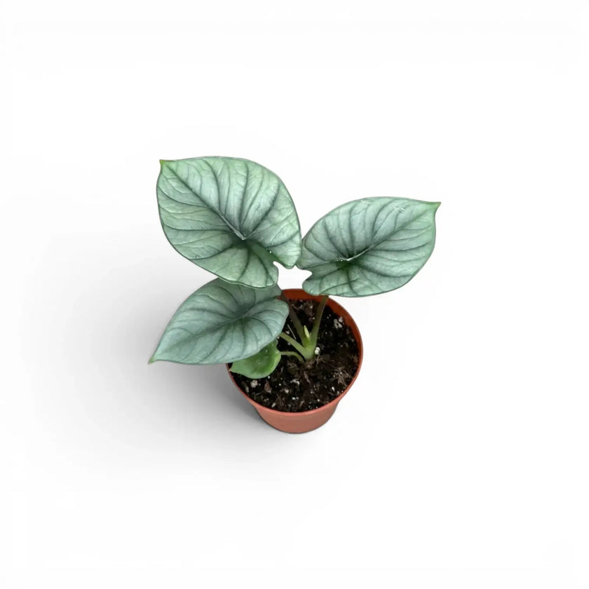Alocasia Platinum Baby-Pflanze im Kulturtopf vor weißem Hintergrund