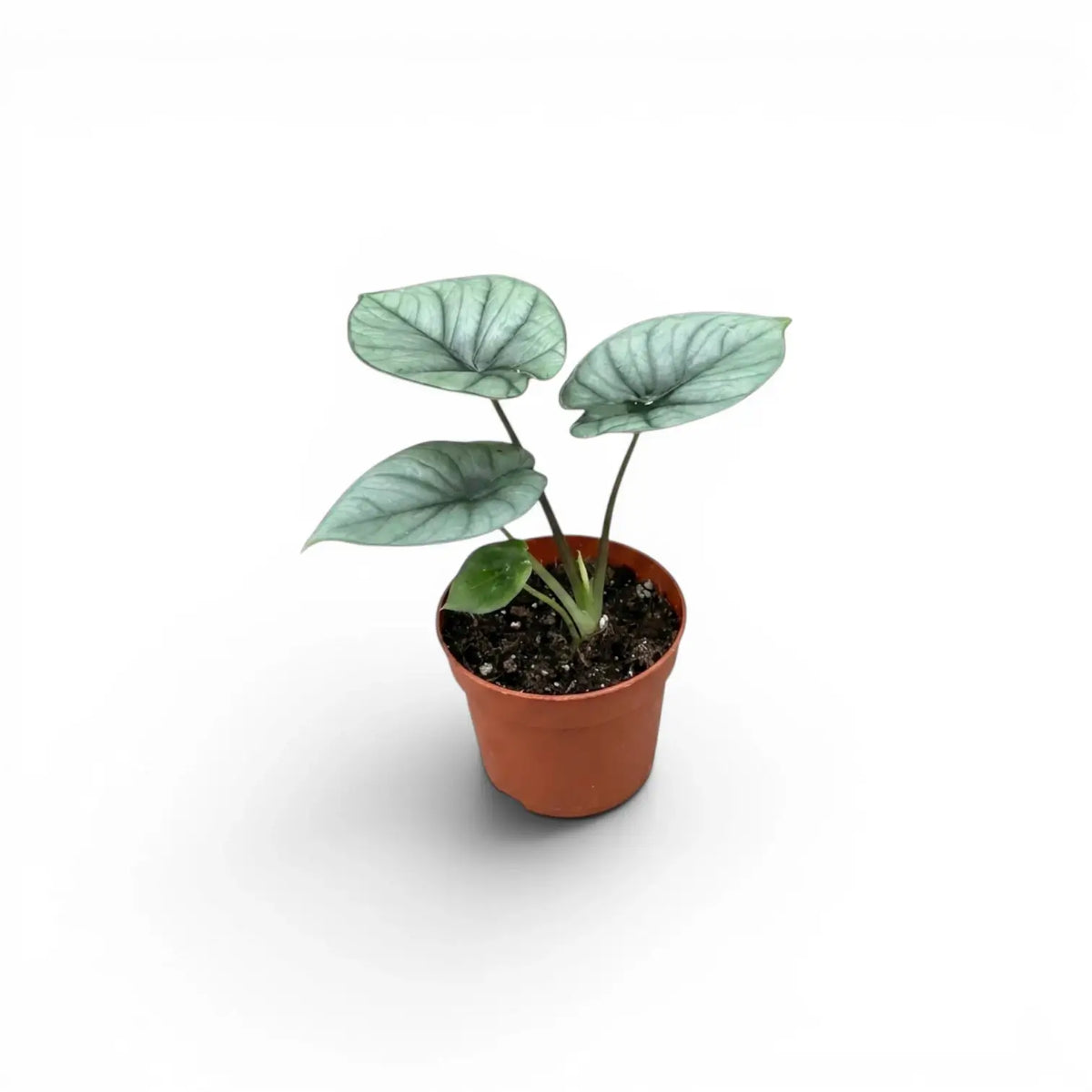 Small Alocasia Platinum baby plant in a nursery pot on a white background