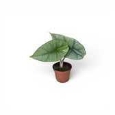 Small Alocasia Platinum baby plant in a nursery pot on a white background