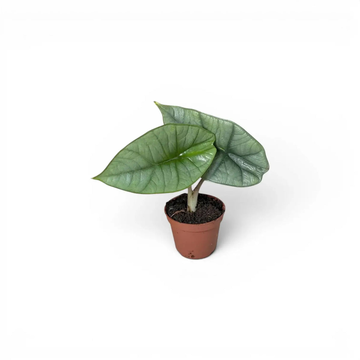 Small Alocasia Platinum baby plant in a nursery pot on a white background