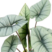 Close up of silver leaves of Alocasia Platinum on a white background