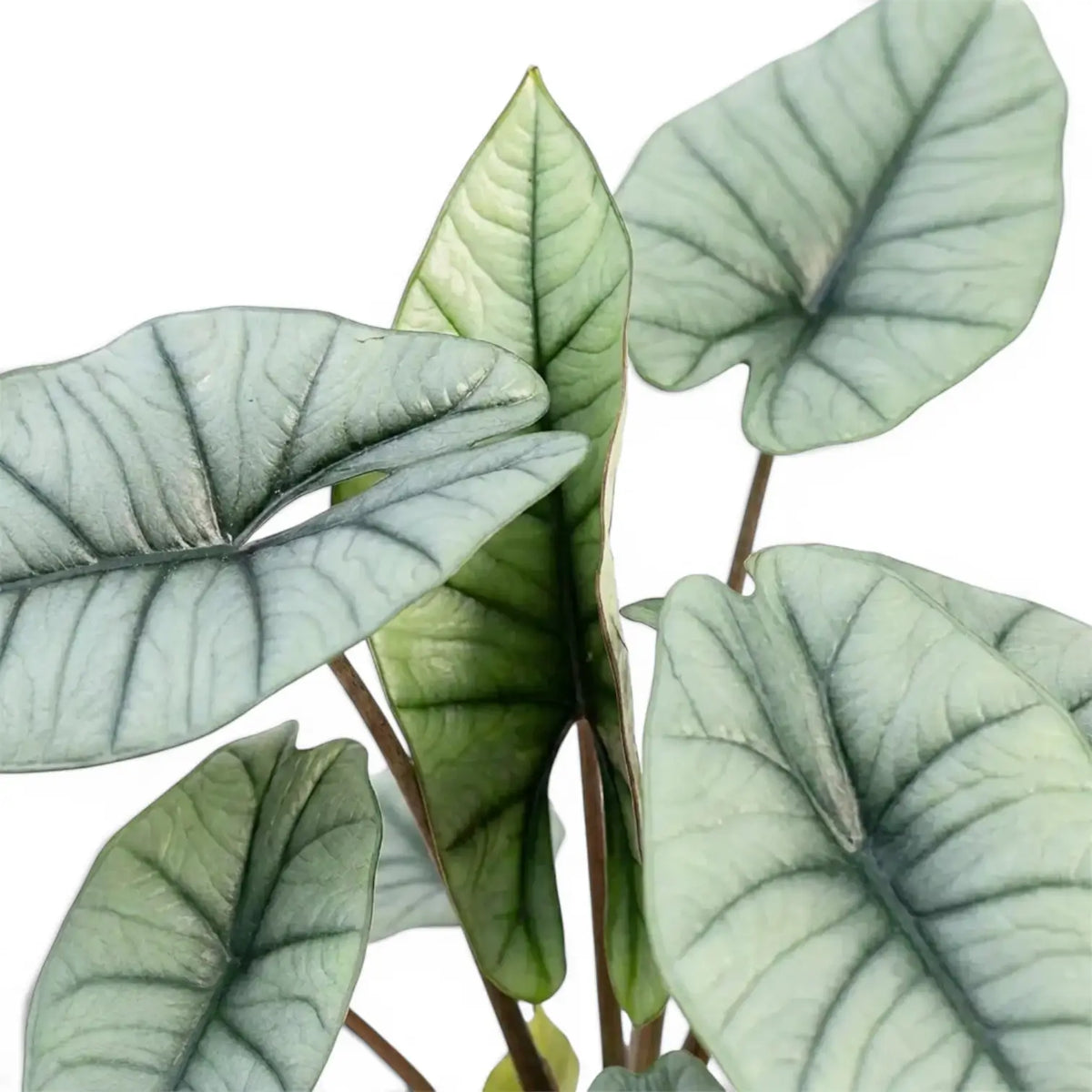 Close up of silver leaves of Alocasia Platinum on a white background